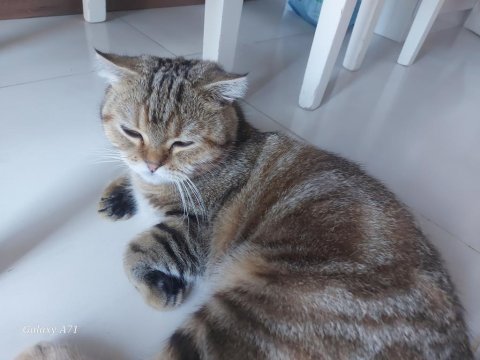 Ekim 2024 Doğumlu Scottish Fold