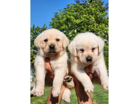A Kalite Labrador Yavrularımız