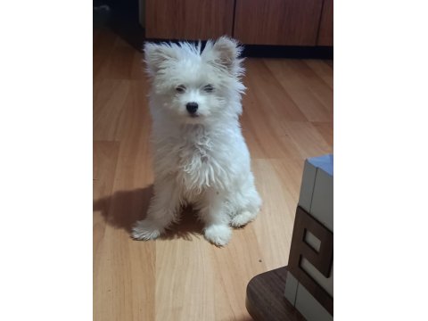 Muhteşem Maltipoo Bebekler