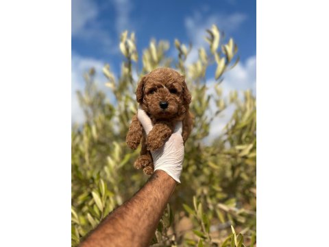 Sağlıklı Poodle Cinsi Yavrular