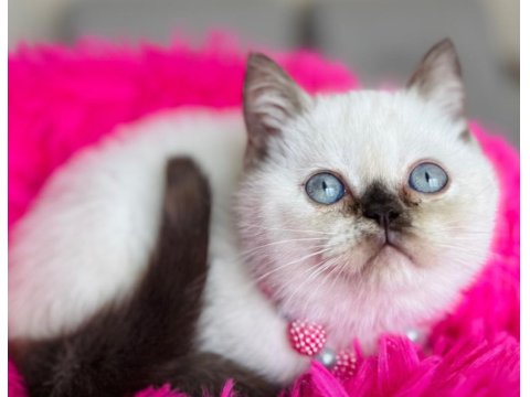 British Shorthair Kedisi