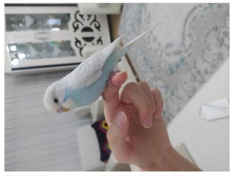 Eğitimli Muhabbet Kuşu