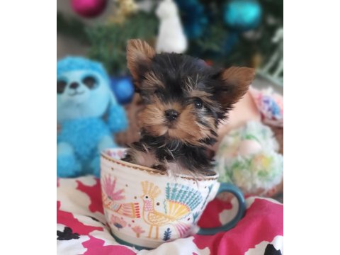 Orjinal Şecereli Teacup Yorkshire Terrier Yavrumuz