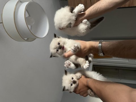 Safkan Ragdoll Yavru Kedilerimiz