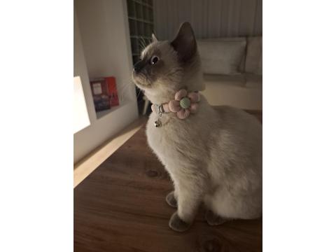 5 Ağustos Doğumlu British Blue Point