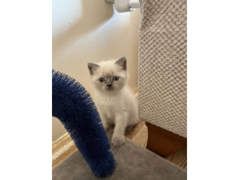 Müthiş Güzellikte Blue Point British Shorthair Kızımız