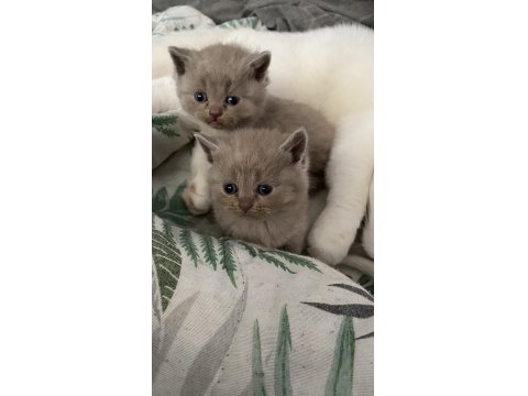 Scottish Fold Bebekler