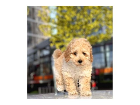 Toy Poodle Cinsi Sevimli Köpeklerim