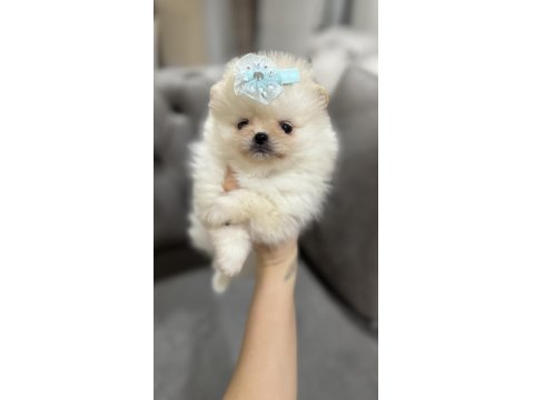 Orjinal Teacup Erkek Pomeranian