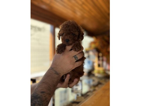 Çok Şirin Toy Poodle Bebeğimiz
