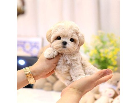 Cins Toy Poodle Köpeklerim