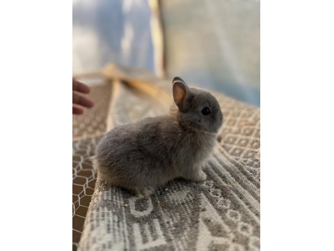 Hollanda Cüce Tavşan