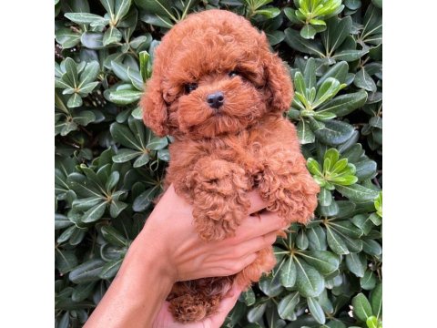 Toy Poodle Yavruları
