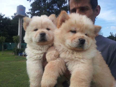 Chow Chow Köpeği Yavruları