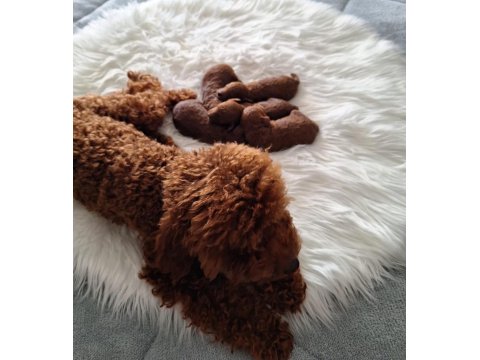 Mersin Lokumu Poodle Yavrular