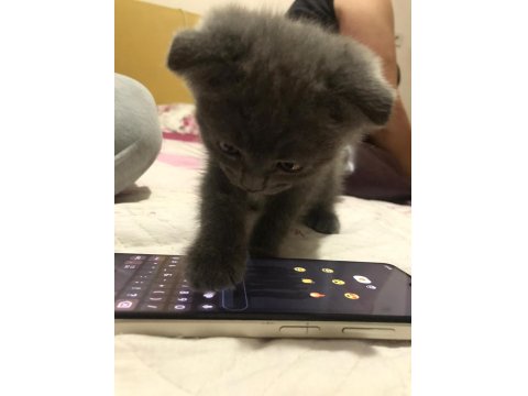Scottish Fold 0 Numara Erkek Yavru