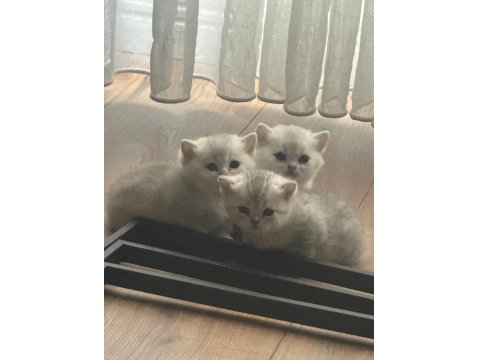 26 Temmuz Doğumlu Üç Yavru Kediler