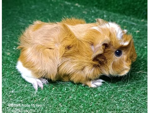 Safkan Üst Kalite Guinea Pig Yavrularımız