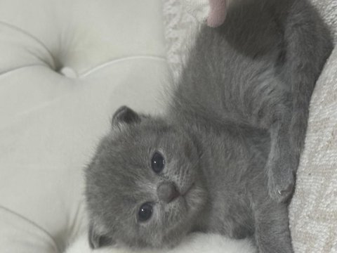 Eğik Kulak Scottish Fold Kediler