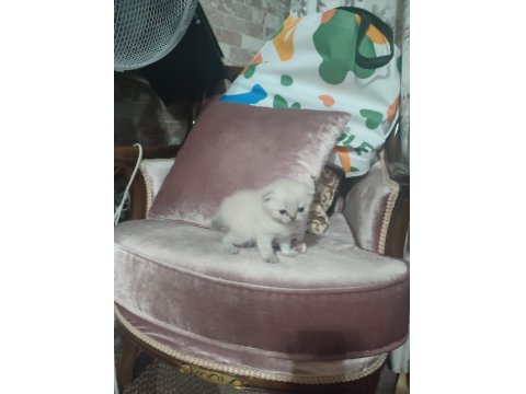 3 Yavru 2 Beyaz 1 Gri British Kedimiz