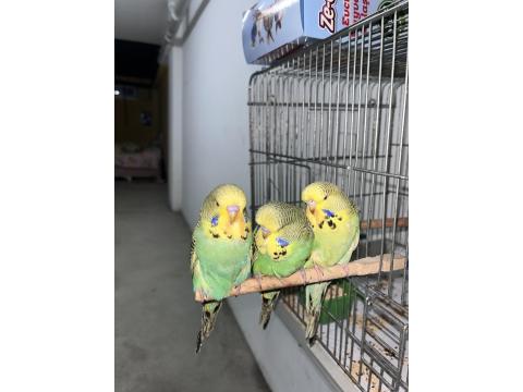 Show Jumbo Muhabbet Kuşu Yavruları