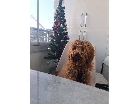 Aşıları Tam Kalbi Kocaman Maltipoo
