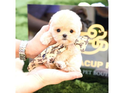 Kore Maltipoo Bebek Köpeklerim
