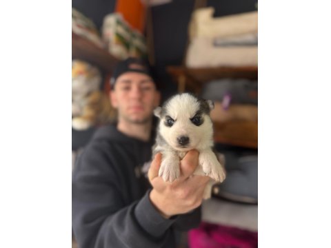 Burkem Ailesinden Maskeli Mavi Boncuk Husky