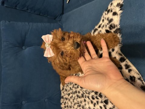 Toy Poodle Bebişler