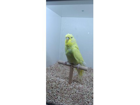 3 Aylık Show Jumbo Muhabbet Kuşu Yavrular