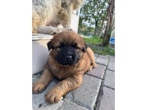Chow Chow Köpeği Yavruları