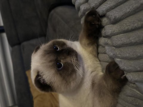 1,5 Yaşında Blue Point Erkek British Shorthair