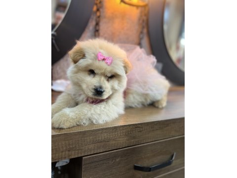 Ped Eğitimli Çok Uysal Sevimli Çin Aslanı