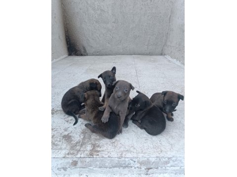 Belçika Kurdu Yavruları 8 Adet