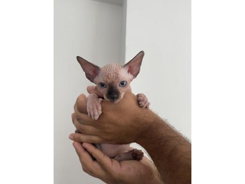 2 Aylık Sfenks Yavrular