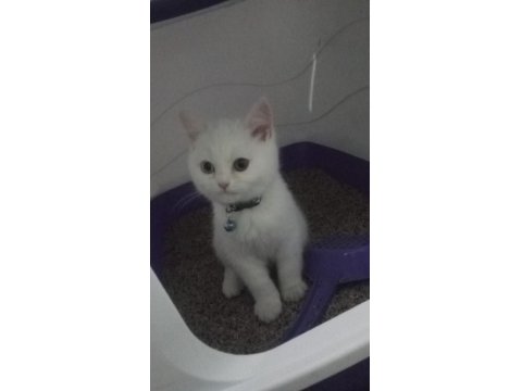 2 Buçuk Aylık Erkek Kedimiz