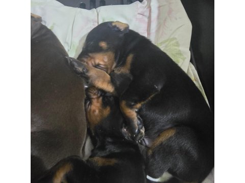 İzmir’den Safkan Fci Belgeli Doberman Yavruları