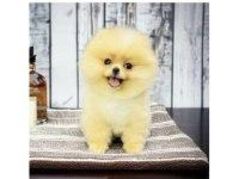 Pomeranian Yavruları