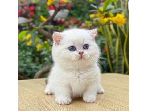 Muhteşem Güzellikte Topaç Kafa British Bebeklerim