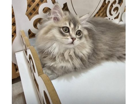 Son Erkek Scottish Straight Yavrumuz