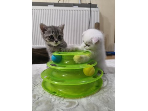 Oyuncu Scottish Kediler