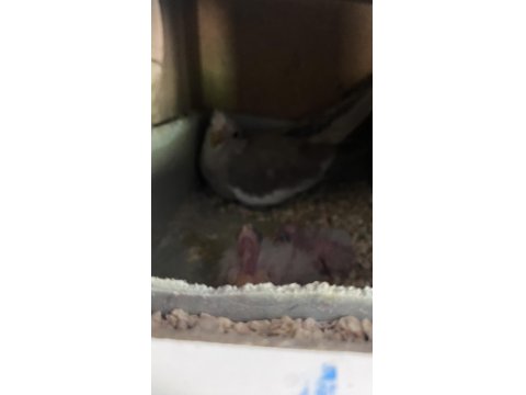 Yavrulu Yumurtalı Sultan Papağanı Takımlar