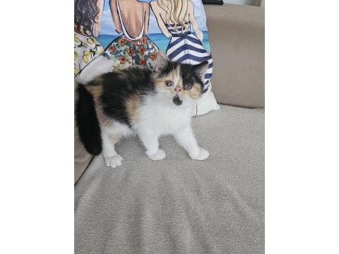 Calico Exotic Shorthair Dişi Yavrumuz