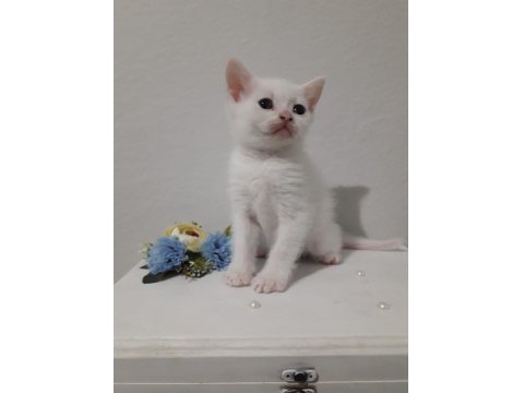 Erkek British Shorthair Sevimli Yavru 47 Günlük