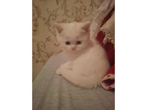 Mutlu, Sağlıklı, Neşeli, Safkan British Bebekler Yeni Evlerine Hazırlar