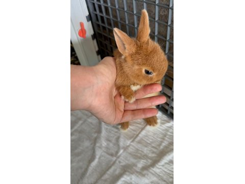Orjinal Hollanda Cüce Tavşan