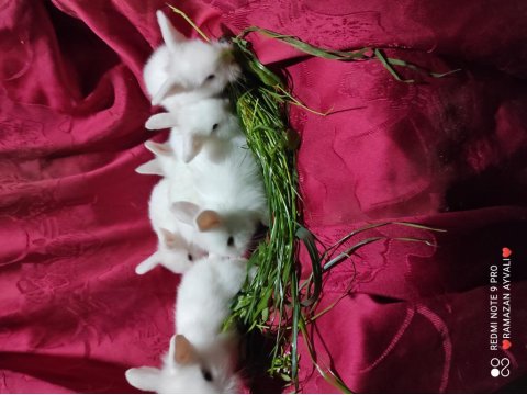 Irk Garantili Lop Tavşanı