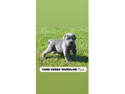 Dev Cane Corso Köpeği Yavruları