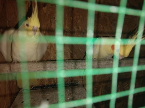 Çift Lutino Sultan Papağanı