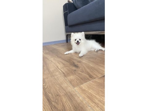 3 Aylık Pomeranian